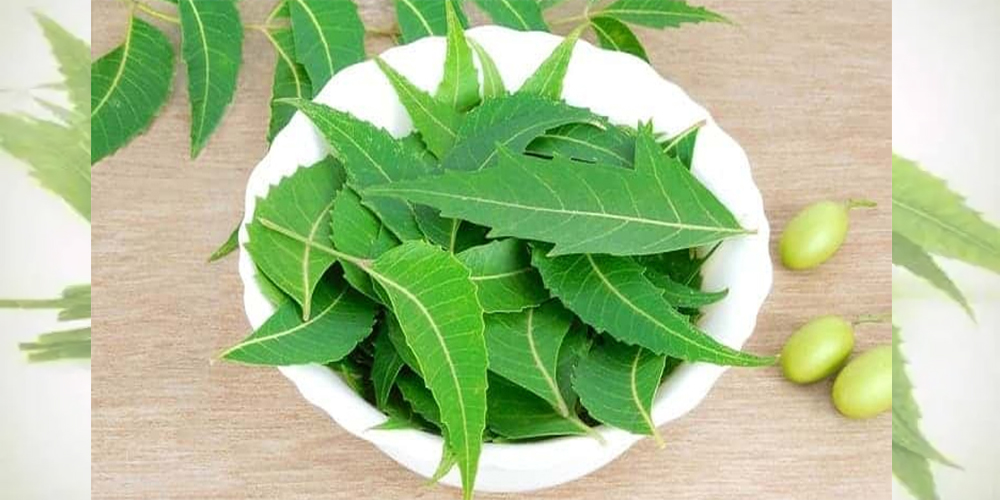 नीममा मधुमेह, क्यान्सर, मुटुरोग, एलर्जी लगायतका कैयौं रोगसँग लड्ने क्षमता हुन्छ