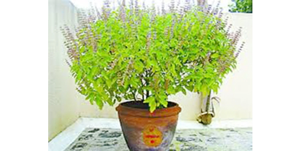 तुलसी, घर आँगनमा रोप्दा यसले शोभा मात्र बाढाउँदैन, वायु शुद्धिकरण गर्नेदेखि औषधीय उपयोगसम्म गर्न सकिन्छ